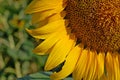 Photography of theÃÂ common sunflower Helianthus annuus Royalty Free Stock Photo